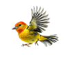 bird